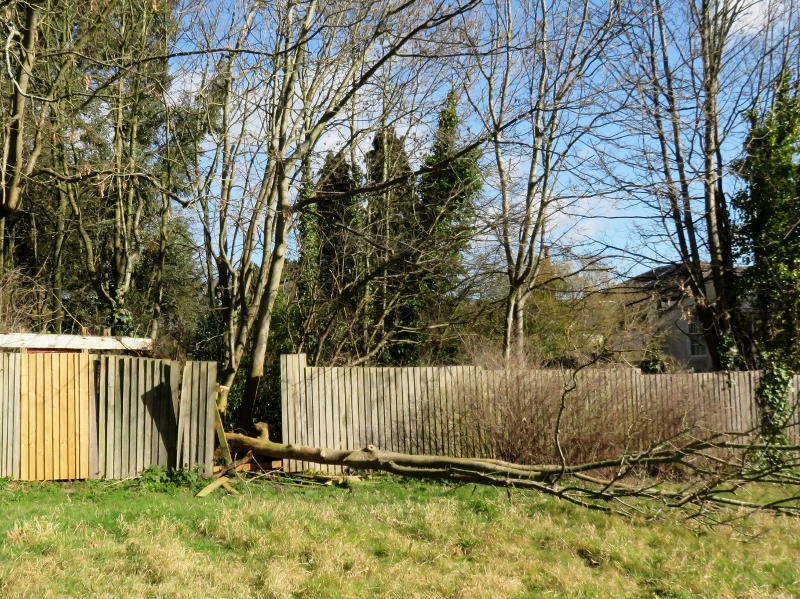 Image of a fallen tree